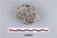 藏品(床版珊瑚)的圖片